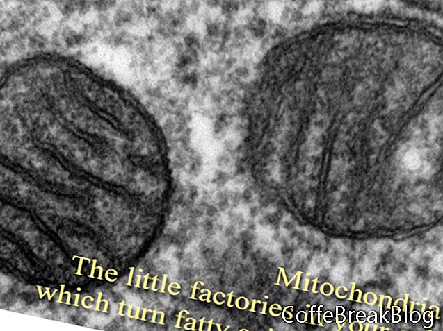 mitochondrijos - kaip kūnas degina riebalus