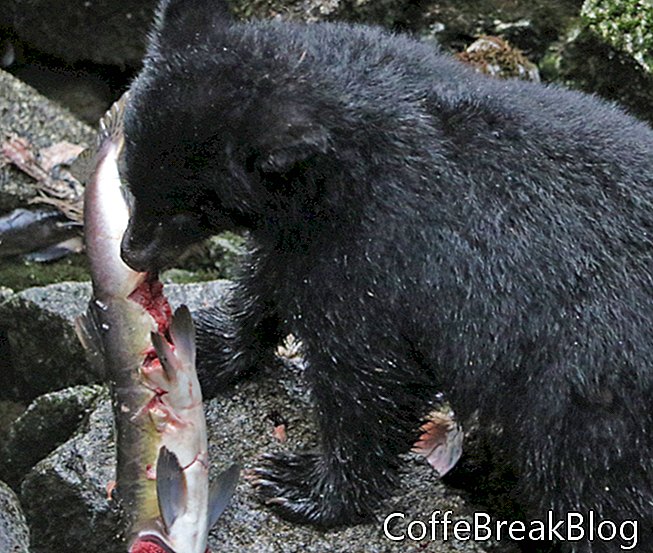 Alaskan Bear Cub dengan Salmon