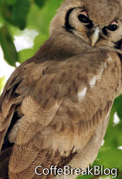 African Milky Eagle Owl
