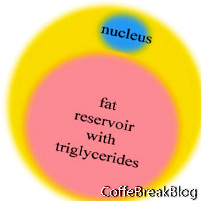 Незрелые жировые клетки - Preadipocytes