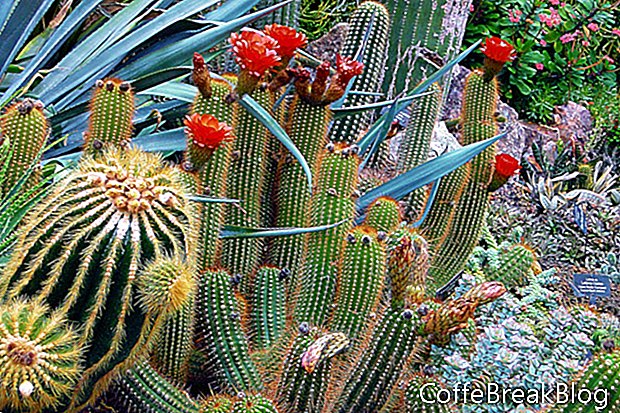 Více zahrad vidět kaktusy / sukulenty