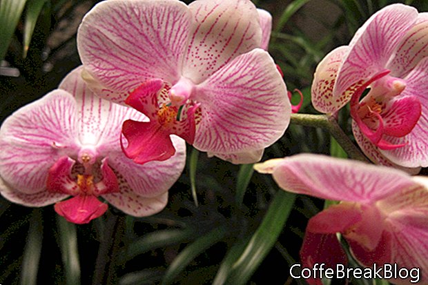 Vystavujte svoje orchidey doma
