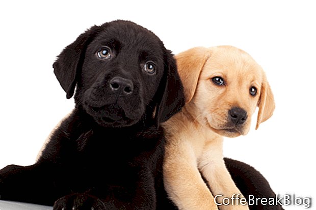CoffeBreakBlog Dogs Shop - Obroże, smycze, szelki i identyfikatory