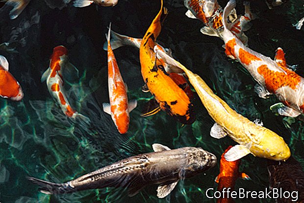 La importancia del agua limpia para el pez Betta
