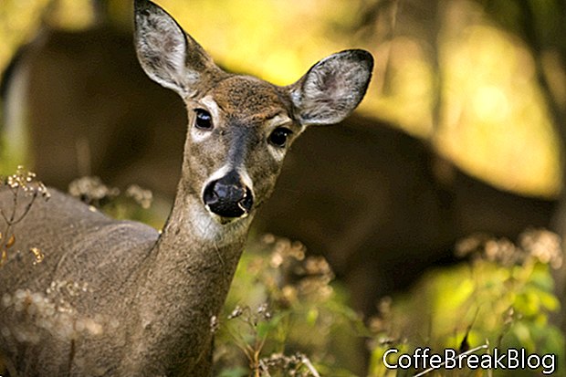 Wisconsin übergibt vier Jagdrechnungen