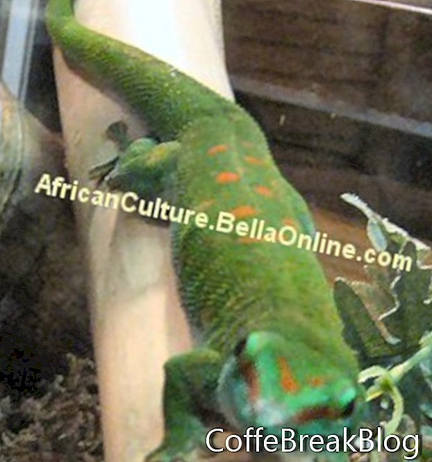มาดากัสการ์ Giant Day Gecko