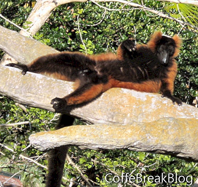 Afrikanische Lemur Postkarten