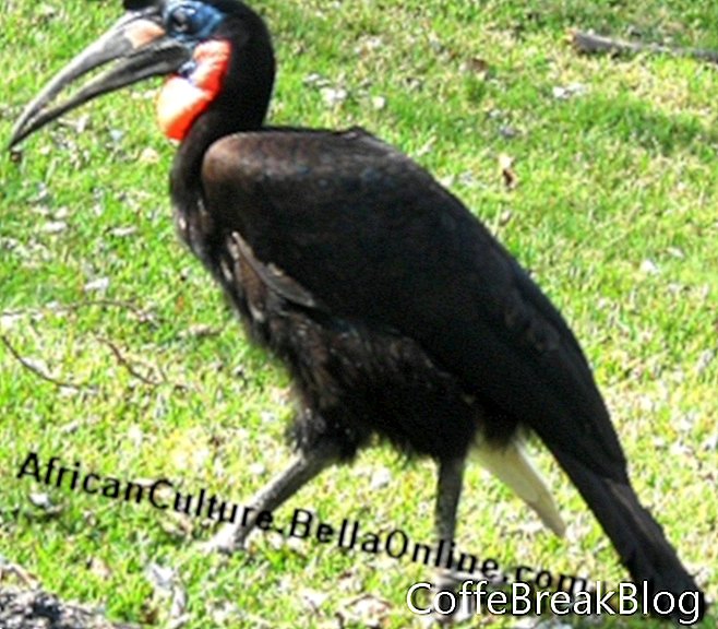 Abessinischer Bodenhornvogel