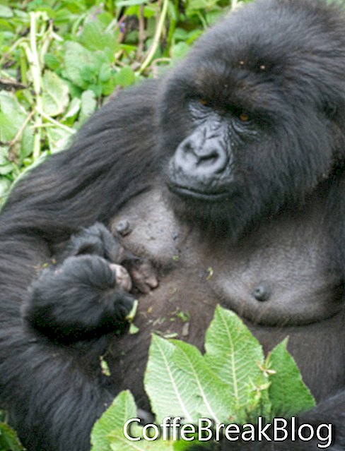 Fjell Gorilla med baby