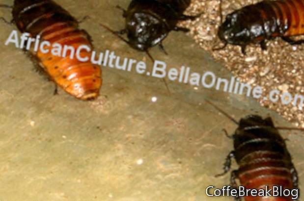 Madagascar sissende kakkerlakken