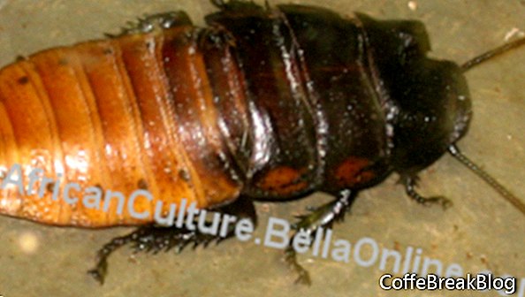 Μαδαγασκάρη Hissing Cockroach